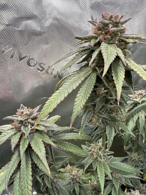 Peach Frosting. Week 18