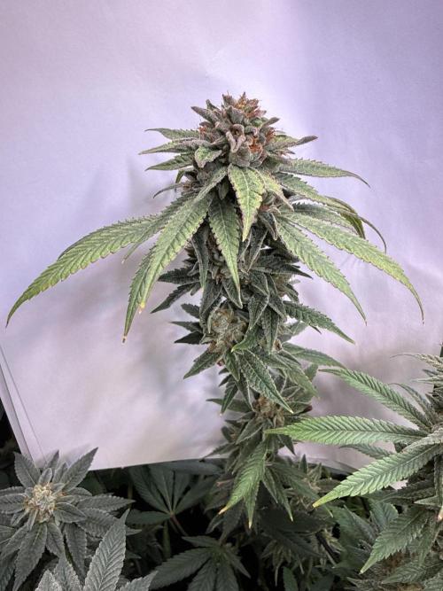 Peach Frosting. Week 18