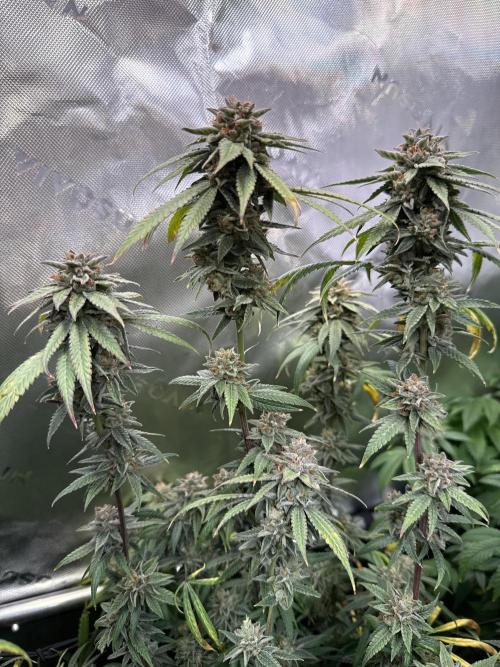 Peach Frosting. Week 18
