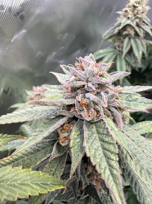 Peach Frosting. Week 18
