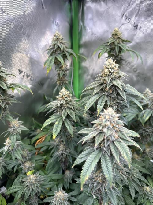 Chem Cake. Week 18