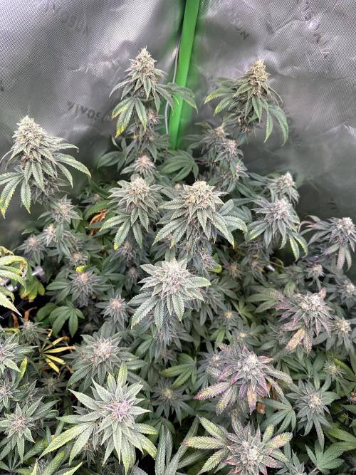 Chem Cake. Week 18