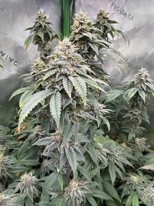 Chem Cake. Week 18