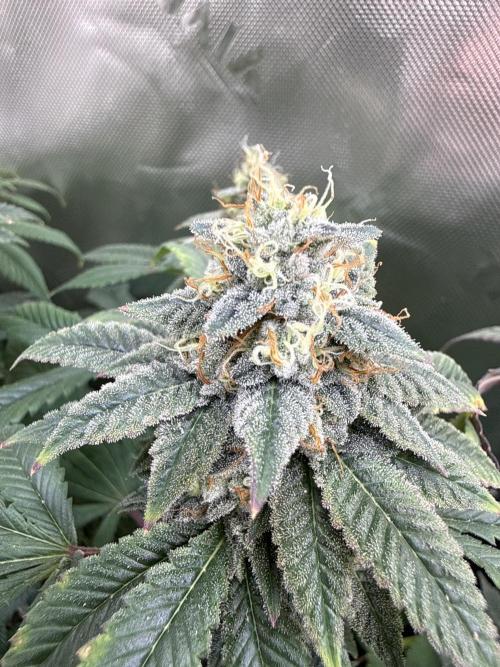 Chem Cake. Week 18