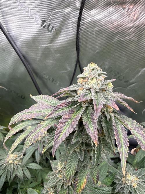 Emerald Envy. Week 18