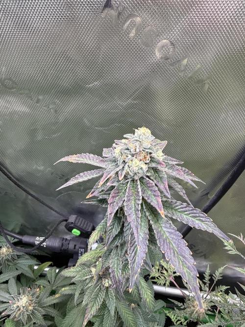 Emerald Envy. Week 18