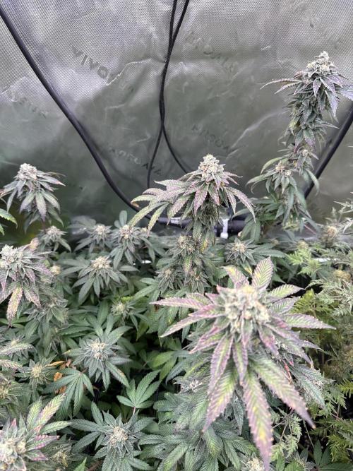 Emerald Envy. Week 18