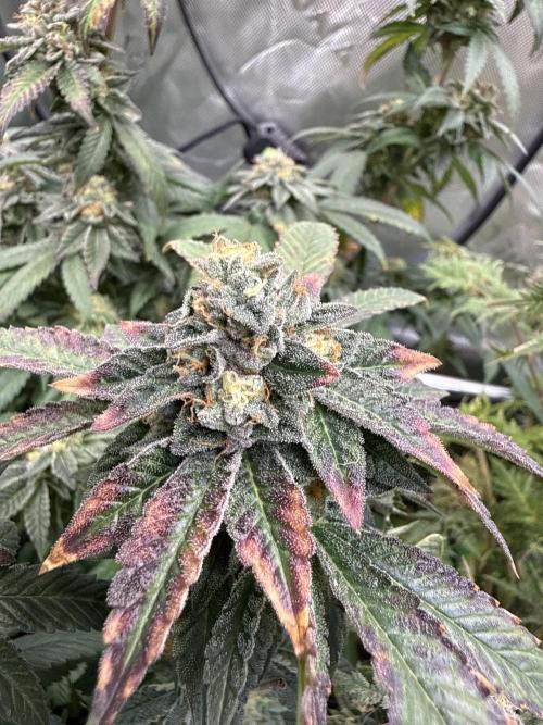 Emerald Envy. Week 18