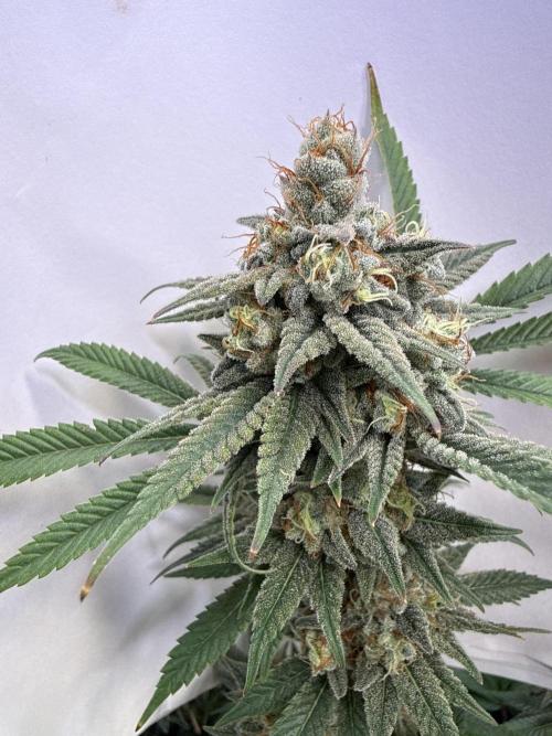 Rainbow Candy. Week 18