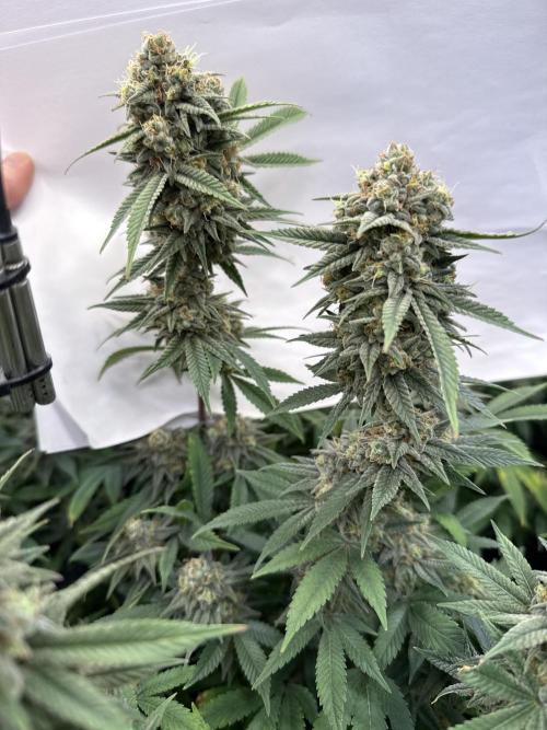 Rainbow Candy. Week 18