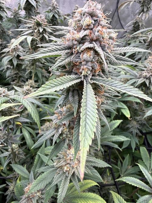 Rainbow Candy. Week 18