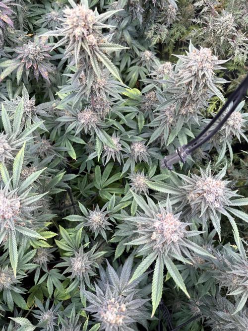 Rainbow Candy. Week 18