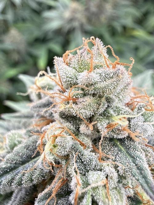 Rainbow Candy. Week 18