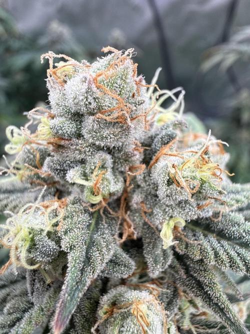 Rainbow Candy. Week 18