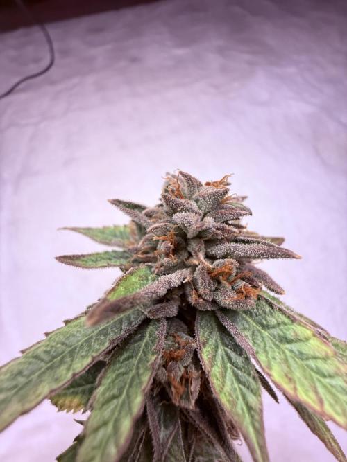 Peach Frosting. Week 19