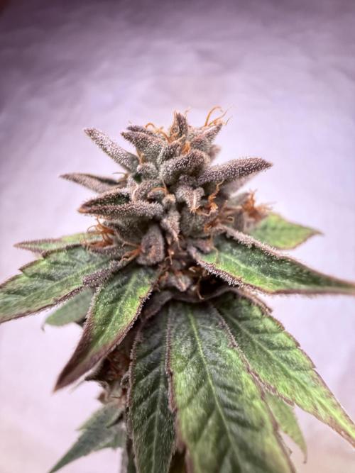 Peach Frosting. Week 19