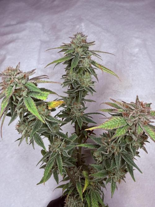 Peach Frosting. Week 19