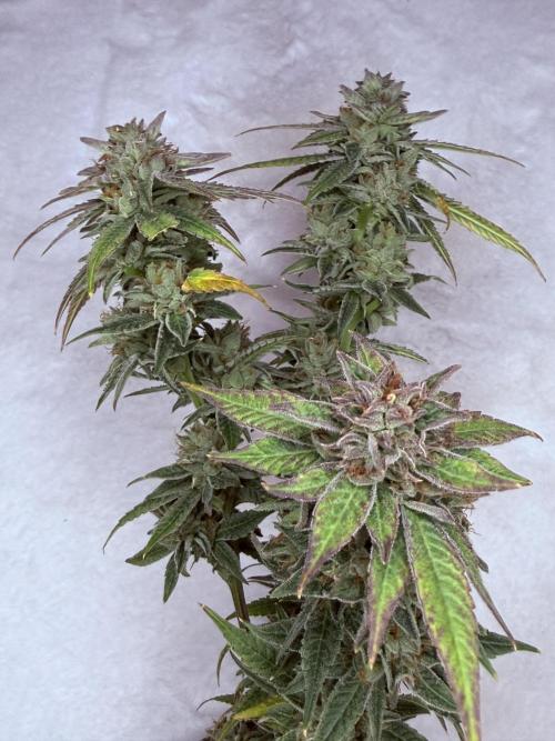 Peach Frosting. Week 19