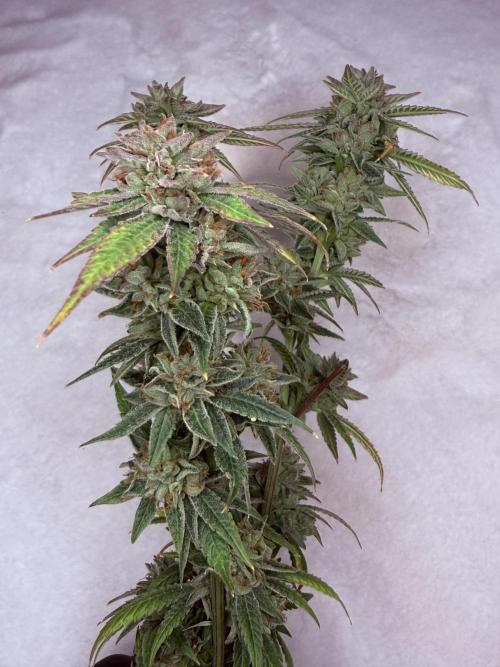 Peach Frosting. Week 19