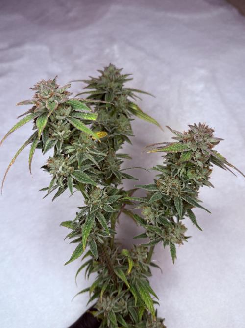 Peach Frosting. Week 19