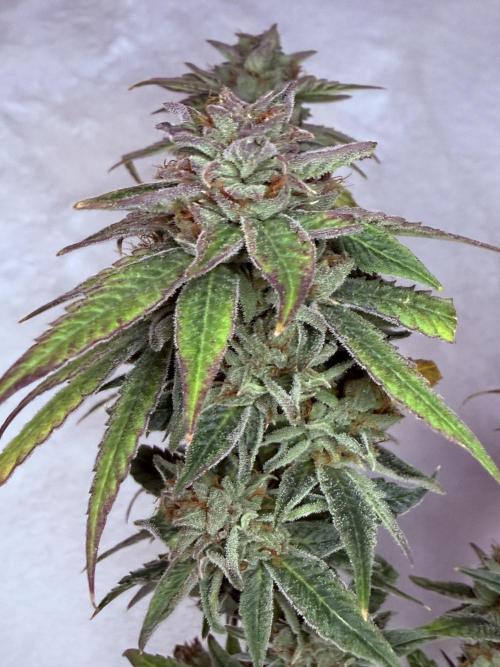 Peach Frosting. Week 19