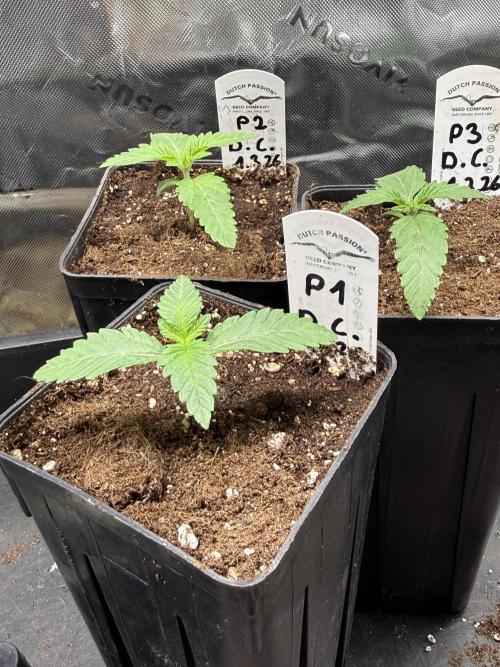 Devils Cookies (SSSC US Strain Cup). Week 1 - 16.3 Schön gesund sind sie alle 
