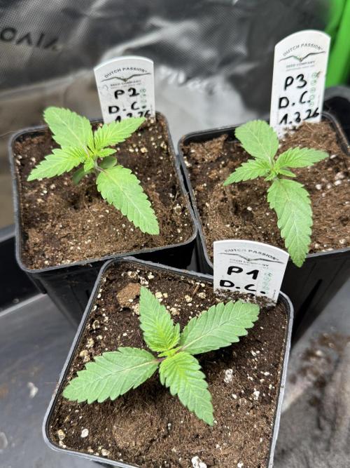 Devils Cookies (SSSC US Strain Cup). Week 1 - 16.3 Sehr simultan 