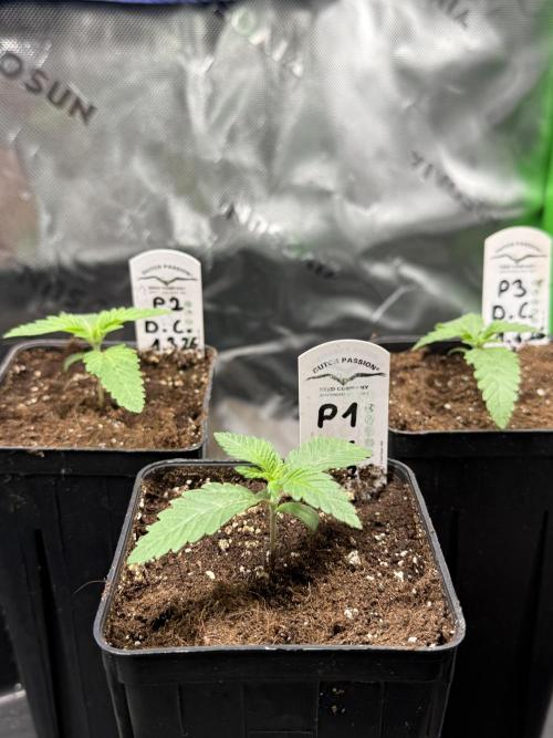 Devils Cookies (SSSC US Strain Cup). Week 1 - 16.3 Sehr schöner wuchs als hybride 