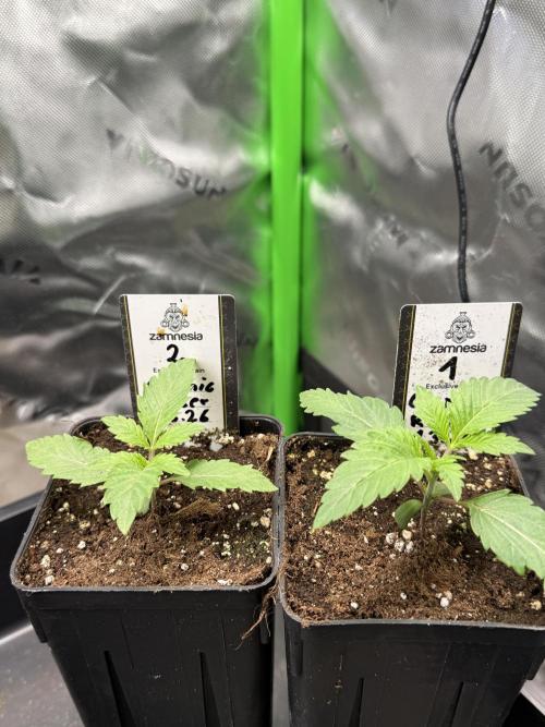 Cosmic Raiser. Week 1