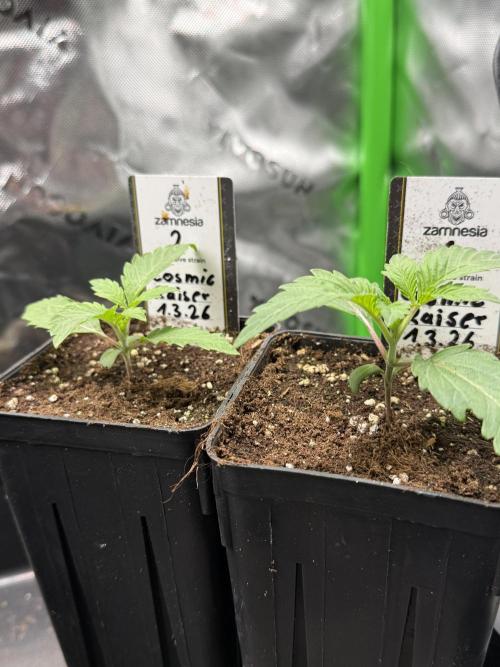 Cosmic Raiser. Week 1