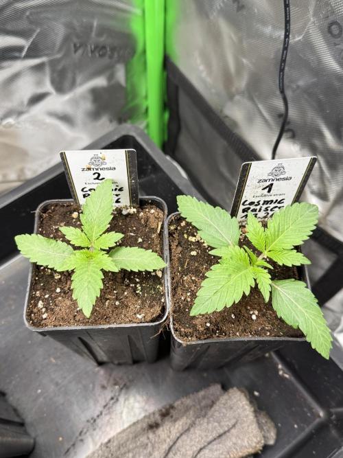 Cosmic Raiser. Week 1