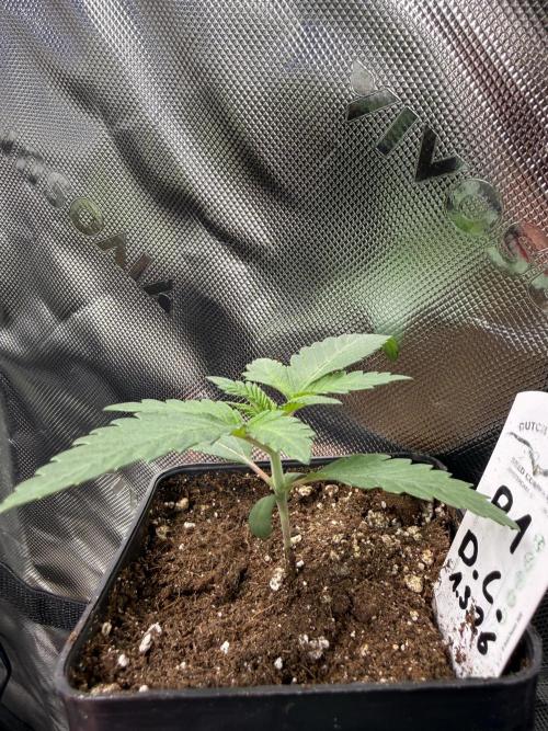 Devils Cookies (SSSC US Strain Cup). Week 1 - 18.3 recht gleicher wuchs bei allen 