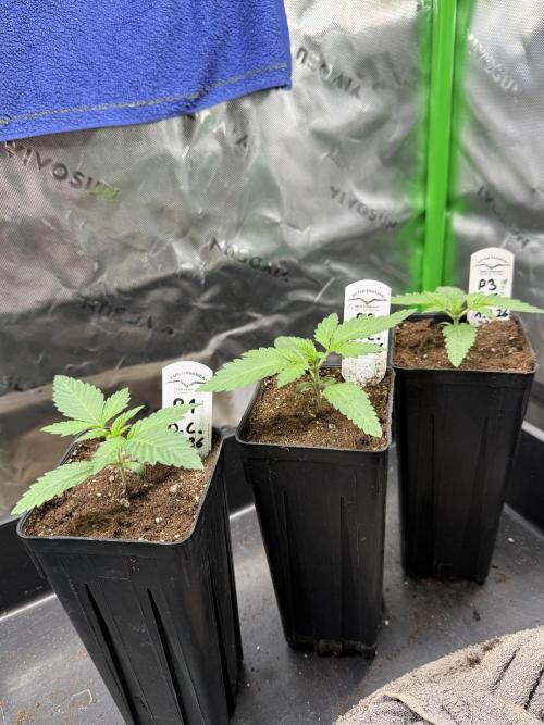 Devils Cookies (SSSC US Strain Cup). Week 1 - 18.3 Show and shine 