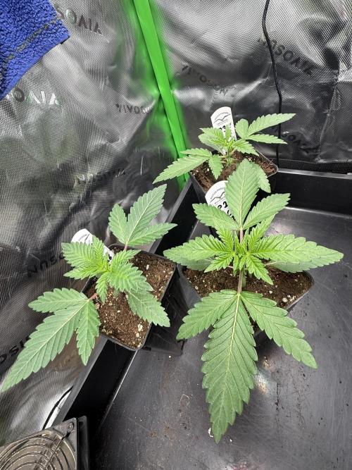 Devils Cookies (SSSC US Strain Cup). Week 1 - 21.3 Machen sich super 