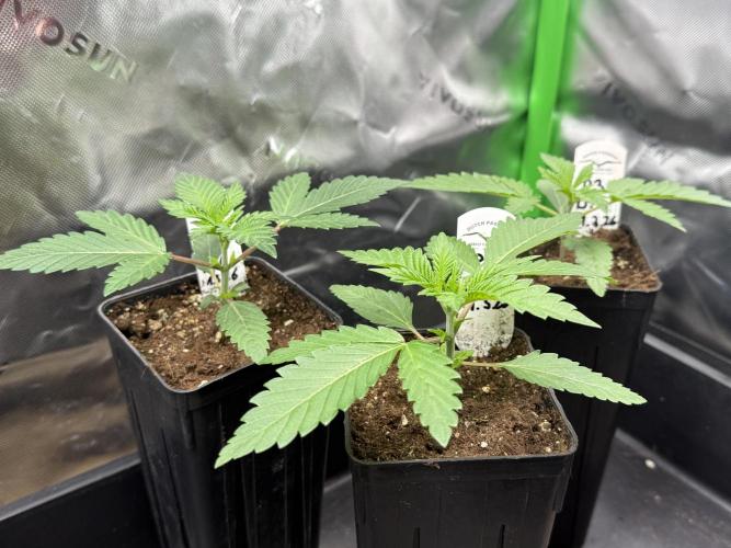 Devils Cookies (SSSC US Strain Cup). Week 1 - 21.3 Sehr gleichmäßiger Wuchs gefallen mir gut 