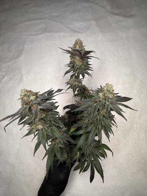 Sunset Paradise. Week 19