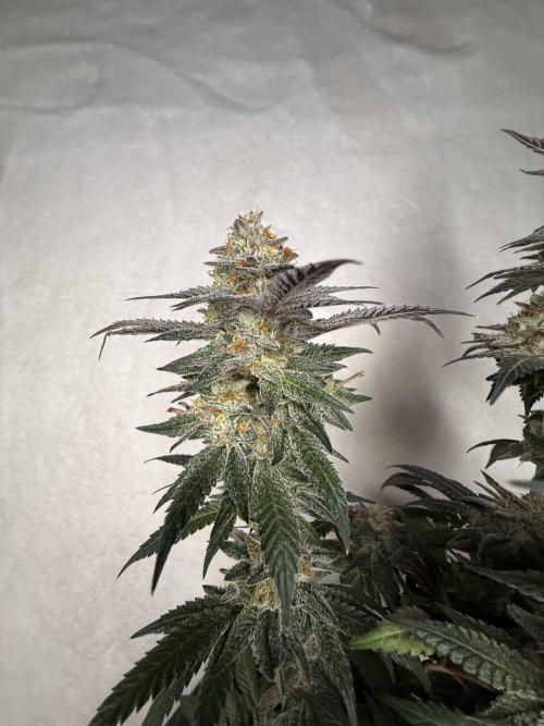 Sunset Paradise. Week 19