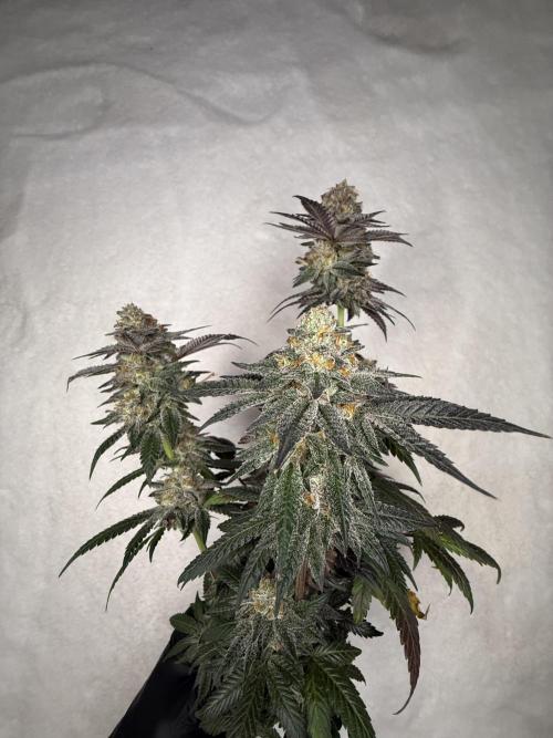 Sunset Paradise. Week 19