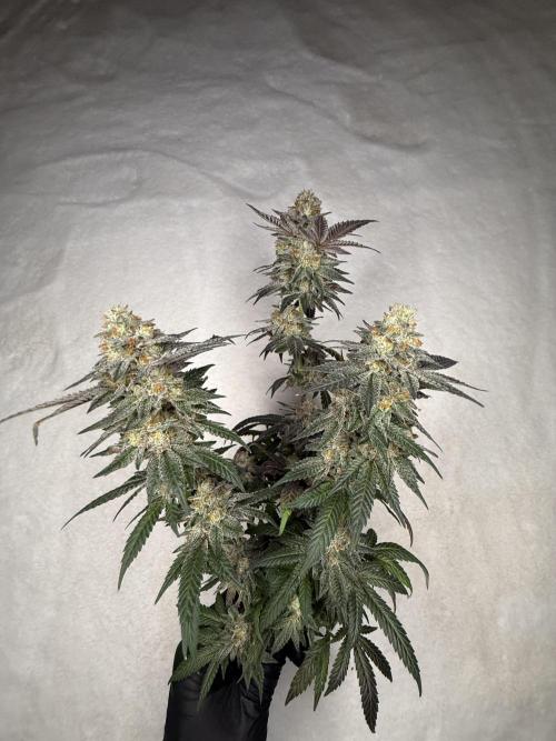 Sunset Paradise. Week 19