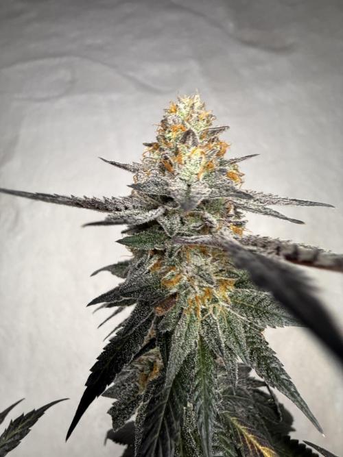 Sunset Paradise. Week 19