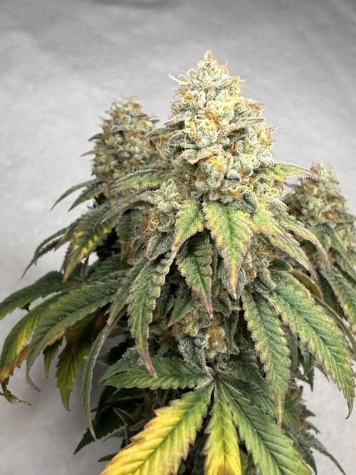 Chem Cake. Week 19
