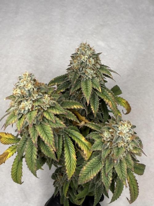 Chem Cake. Week 19