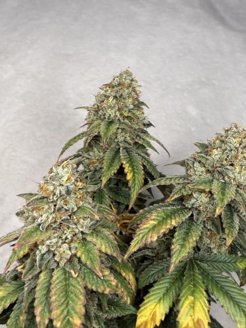 Chem Cake. Week 19