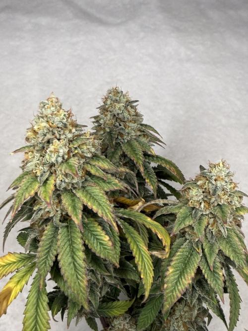 Chem Cake. Week 19