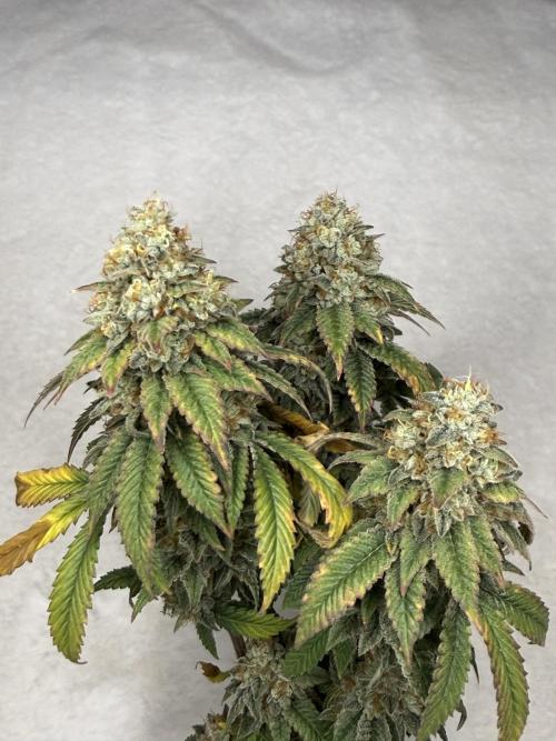 Chem Cake. Week 19