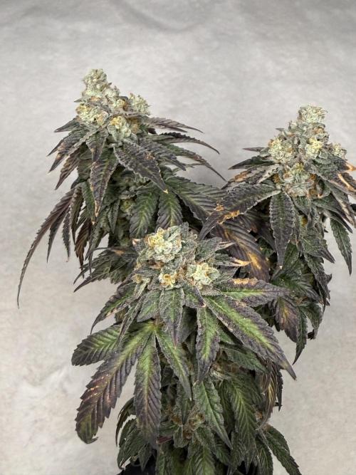Emerald Envy. Week 19
