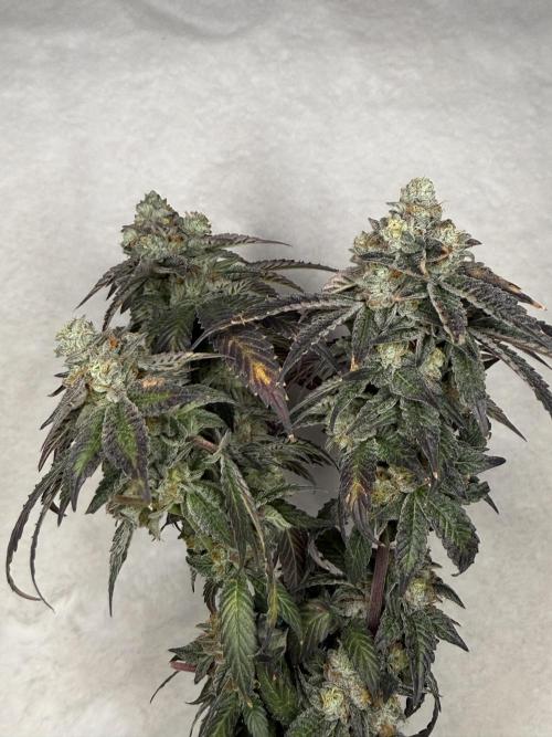 Emerald Envy. Week 19
