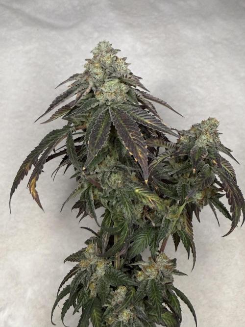 Emerald Envy. Week 19