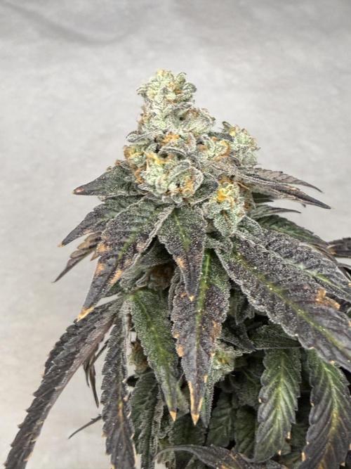 Emerald Envy. Week 19