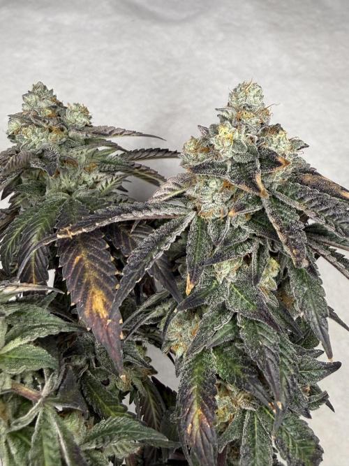 Emerald Envy. Week 19